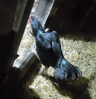 корм для домашних животных: Продаю | Куры | Бойцовая | Для разведения — 4