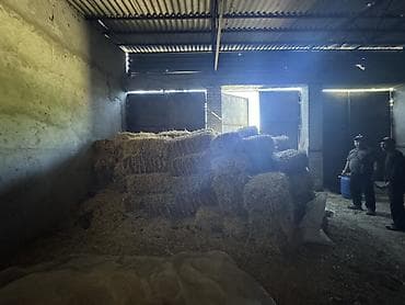 птицы бишкек: Солома в тюках - Тип: натуральная солома (пшеничная), спрессованная в — 4