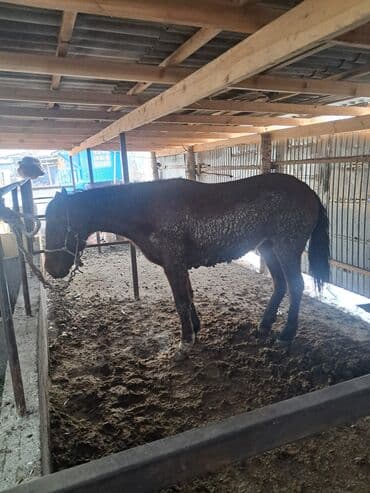 Продаю | Конь (самец) | Рабочий