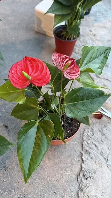 арма цветок: Антуриум (Anthurium) в горшке — эффектное комнатное растение с яркими — 5
