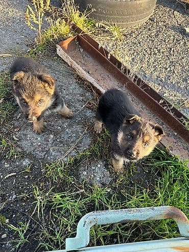 сахарный посум: Продаю щенков немецкой овчарки, село беловодское, цена окончательная — 3