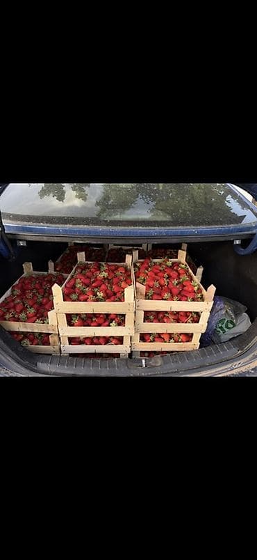 Клубника Альбион, Оптом, В розницу