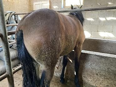 кунаи: Продаю | Жеребец | На забой — 4