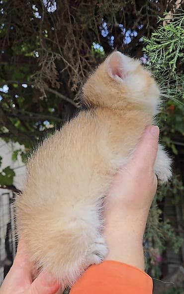 кот манчкин: Шотландские котята. Scottish fold окрас золотая шиншилла, ( — 10