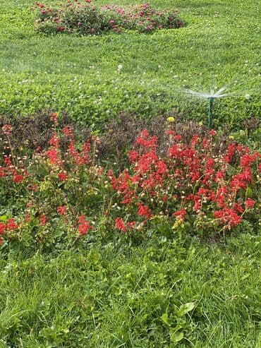 работа в бишкеке официант 17 лет без опыта: СУУСАМЫР га Малчы керек, ЖЫЛКЫ бакканга, уй-булолуу болсо жакшы болот — 1