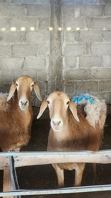 chi su: Продаю | Овца (самка) | Для разведения | Матка — 7