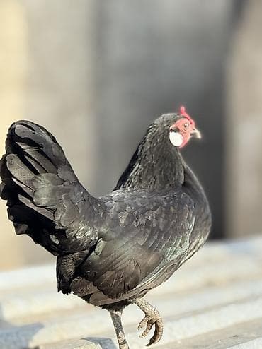 Иттер: Сатам | Тооктор, Короздор — 1