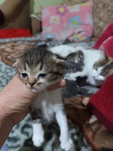 животные кошка: Котята вместе с мамами, 2 кошки молодые и 8 котят. - Помёт — 3