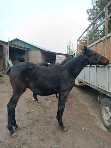 Продаю | Жеребенок | Английская | Конный спорт