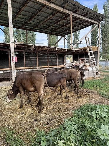 Үй жаныбарлары: Сатам | Бука (эркек) — 4