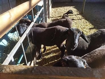 продаю птиц: Продаю | Овца (самка) | Для разведения | Матка — 5