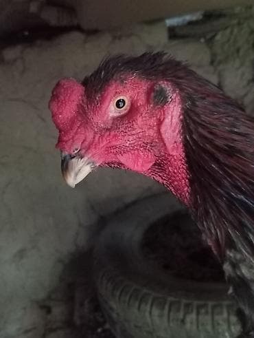 кунай минато: Продаю | Петух | Дакан | Для боев — 5