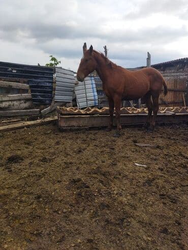 жүгөрү сатам: Сатам | Жылкы (эркек) | Дончак | Жумушка | Асыл тукумдуу — 2