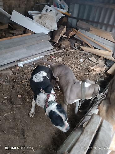 Аквариумдар: Питбуль, 2 жаш, Эркек, Эмделген — 5