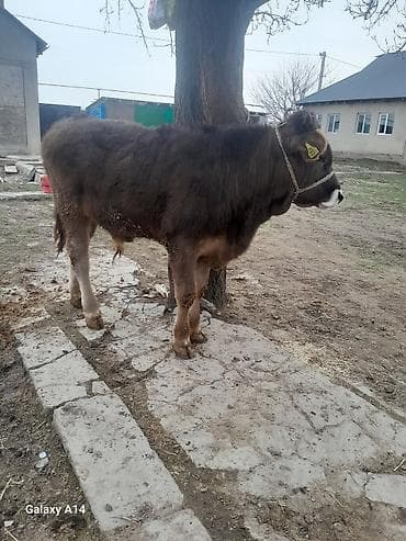 продаю бык: Продаю | Бык (самец) | Швицкая | На откорм | Привязанные — 1