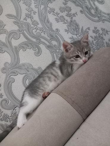 cat sofa: Кошка даром: Беспородная, 3 месяца, Девочка — 5