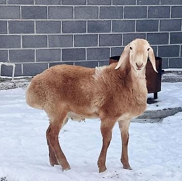 овцы романовские: Продаю | Ягненок, Баран (самец) | Гиссарская, Долан, Арашан | Для разведения | Племенные — 1