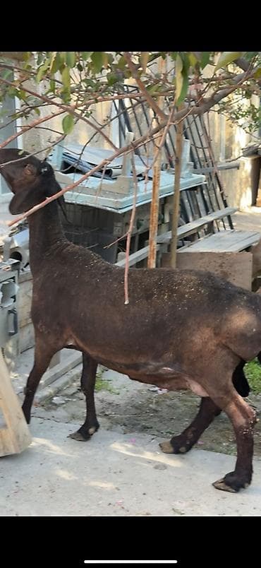 гуси линда: Продаю | Овца (самка) | Для разведения | Матка — 1