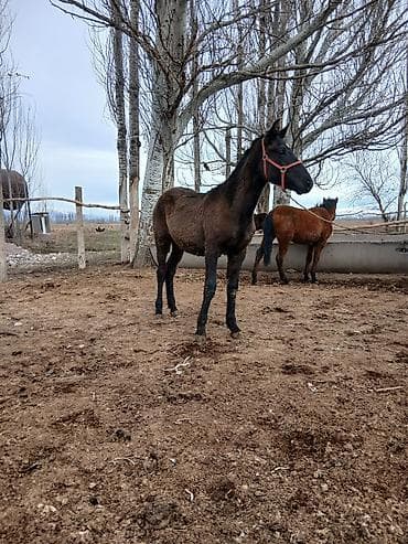 Зоотовары: Продаю | Жеребенок | Полукровка | Рабочий — 5