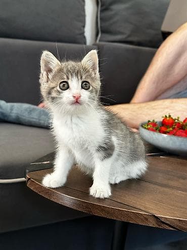 1 айлык, Ургаачы, Лотокко барууга үйрөтүлгөн