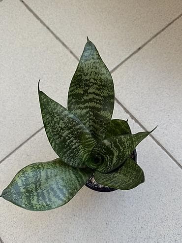 сансевьера комнатное растение: Подаем Сансевиерию (Sansevieria trifasciata) компактная розетка. Тип — 3