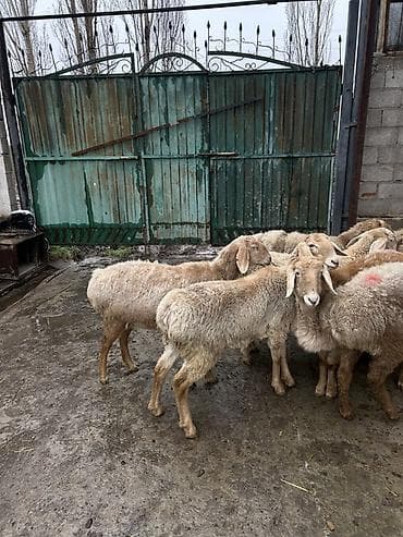 яицо дакан: Продаю | Ягненок | Для разведения — 2