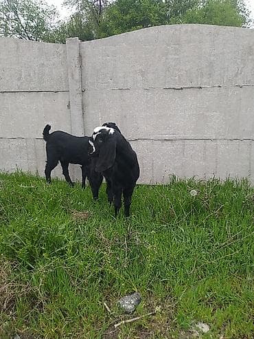 индийский бегунок купить: Продаю | Козлёнок | Нубийская | Для разведения — 4