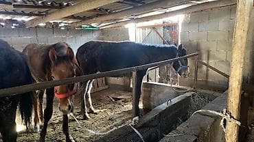 дакан китаец: Продаю | Жеребенок | Для разведения | Племенные — 4