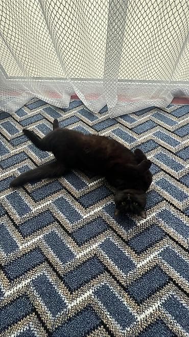 сиамская кошка цена бишкек: Британская короткошёрстная, 4 года, Девочка, Черный, Приучена к лотку — 3