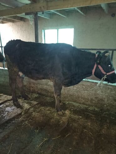 коровы доиные: Продаю | Корова (самка) | Для молока | Привязанные — 10