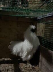 Продаётся шелковая курица (Silkie). Возраст: 9 месяцев Здорова