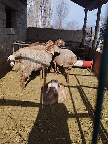 продажа охотничьих собак: Продаю | Ягненок | Полукровка, Арашан | Для разведения | Ярка — 1