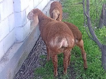 для овец: Продаю | Ягненок | Романовская | На забой — 3