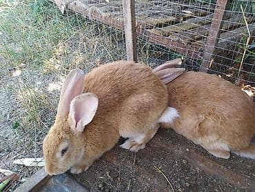 куры живые: Продаю | Крольчиха (самка), Кролик самец — 1