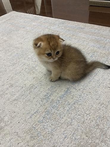 манчкин кот купить: Британский котёнок вислоухий (Scottish Fold) с родословной WCF кошка — 5