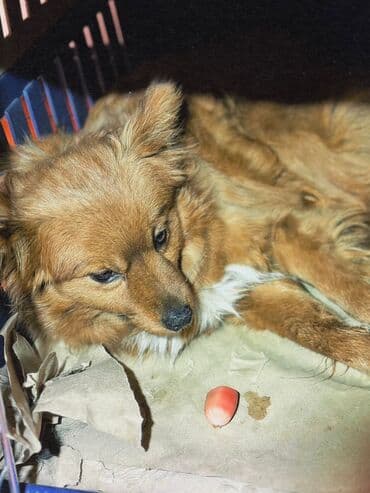 приют чихуахуа спб: Собака даром: Дворняжка, 1 год, Самец, С прививкой — 31