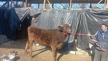 Собаки: Продаю | Тёлка | Алатауская | Племенные, Стельные — 1