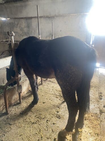 айгыр сатылат: Сатам | Байтал | Союуга, Ат спорту, Көбөйтүү үчүн — 3