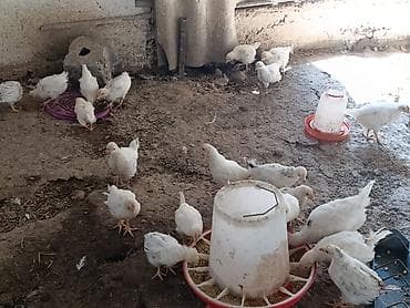 Животные: Продаю | Цыплята | На забой — 1