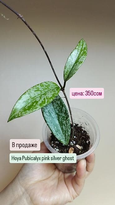 Бөлмө өсүмдүктөрү: В продаже ❇️ Hoya sp. Easo Daklak from Vietnam — 3