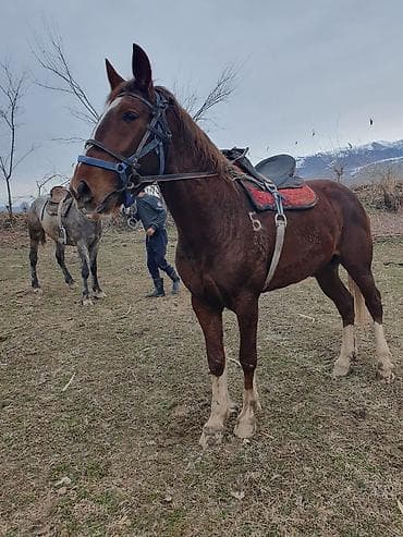 Үй жаныбарлары: Сатам | Жылкы (эркек) | Аргын | Ат спорту | Асыл тукумдуу — 4