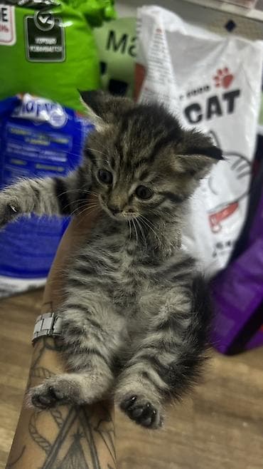 Котята, помёт домашний. Отдаю в хорошие добрые руки. Котята чистые — 5