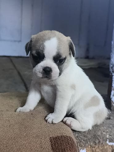 Продажа собак: Бульдог, 1 месяц, Самец — 4