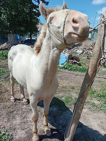 кошка каракол: Сатам | Байтал | Ат спорту — 5
