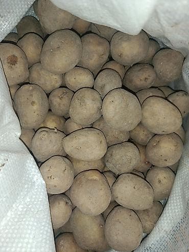 семена кукурузы майами: Картошка Пикассо, Оптом — 1