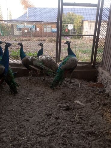 Иттер: Продаю взрослых павлинов — 7