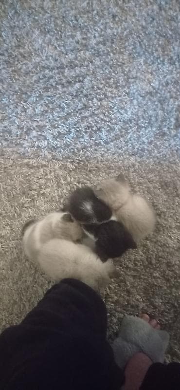 Продажа кошек: Отдаём котят в добрые руки. родились 21 марта. кушать сами уже — 3