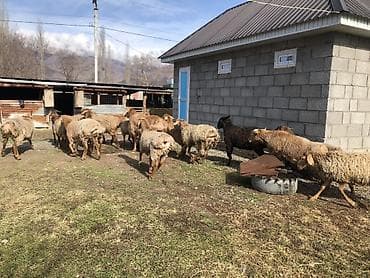 Кошки: Продаю | Овца (самка) | Для разведения — 10