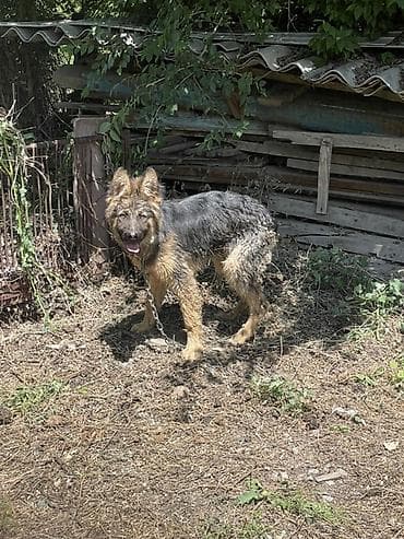 собака овчарки: 6 месячный щенок немецкой овчарки,
Мальчик — 2