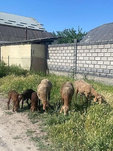 рабочи ат: Продаю | Овца (самка) | Романовская | Для разведения | Матка — 1